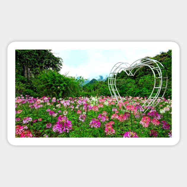 Vietnam - Champ de fleurs sur le plateau de Ha Giang Sticker by franck380